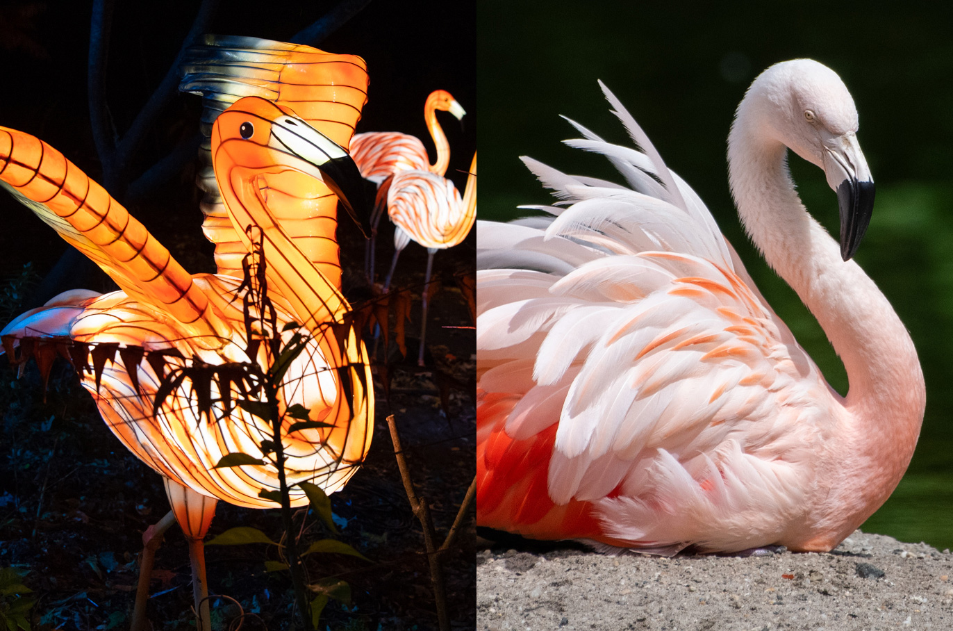 Flamingo
