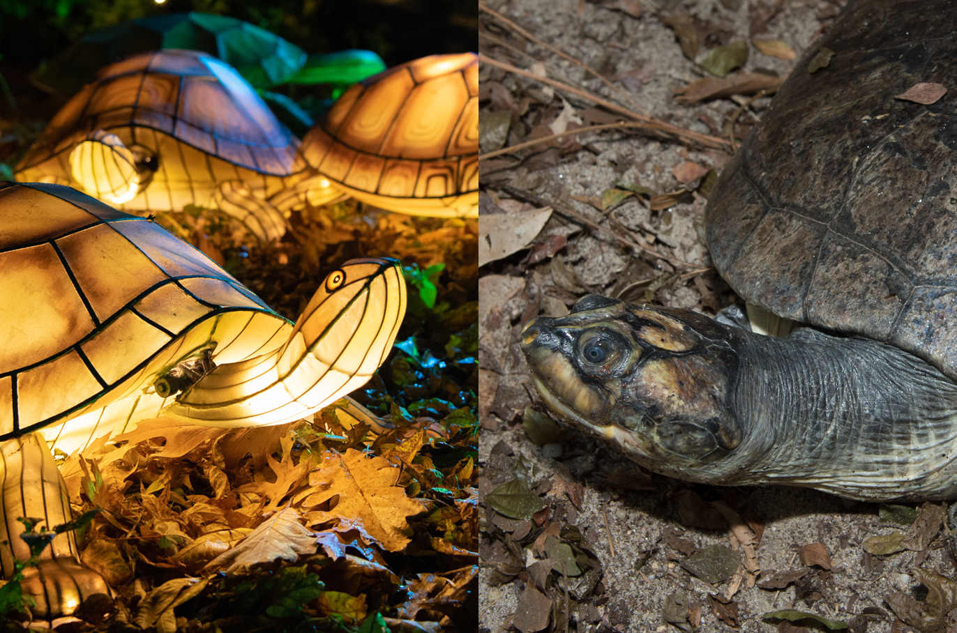 Giant South American River Turtle