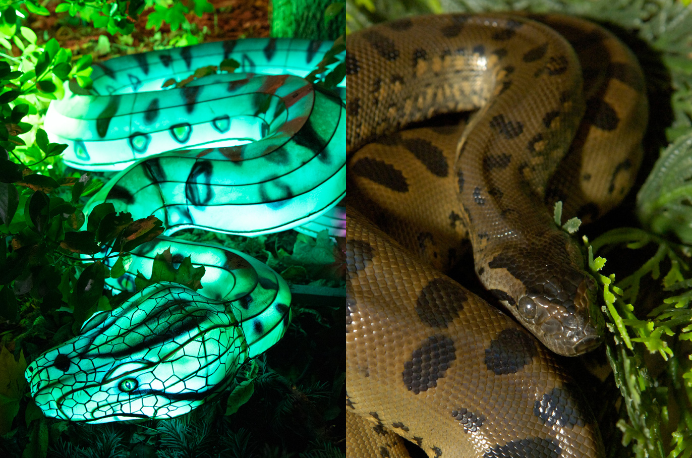 Green Anaconda