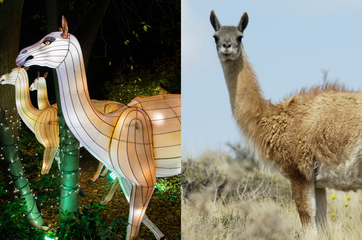 Guanaco