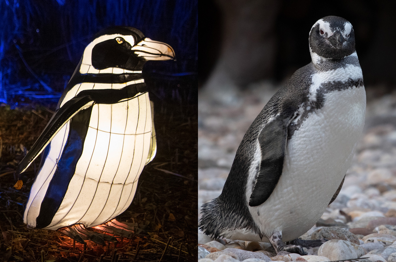 Magellanic Penguin