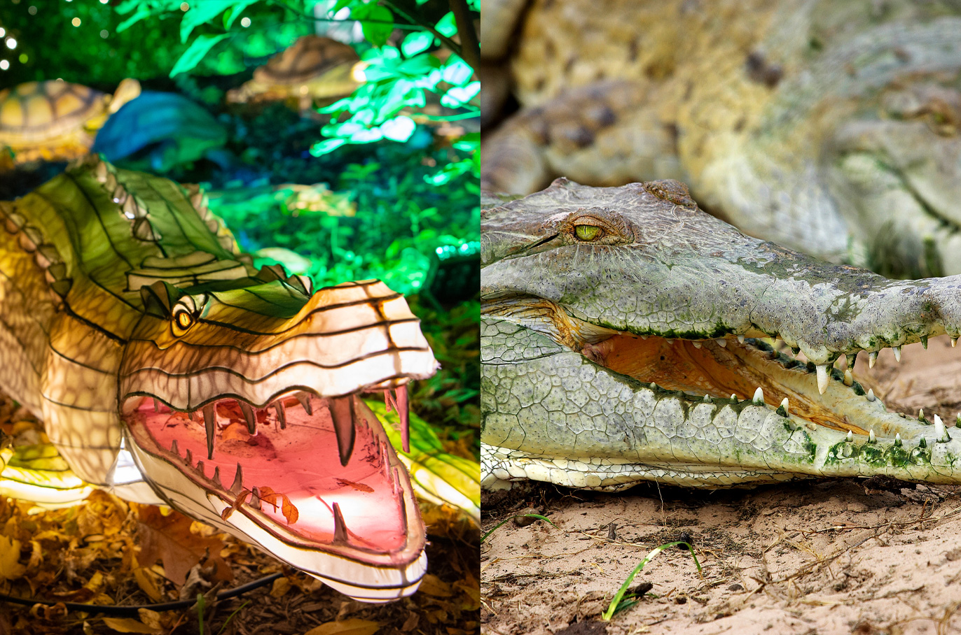 Orinoco Crocodile