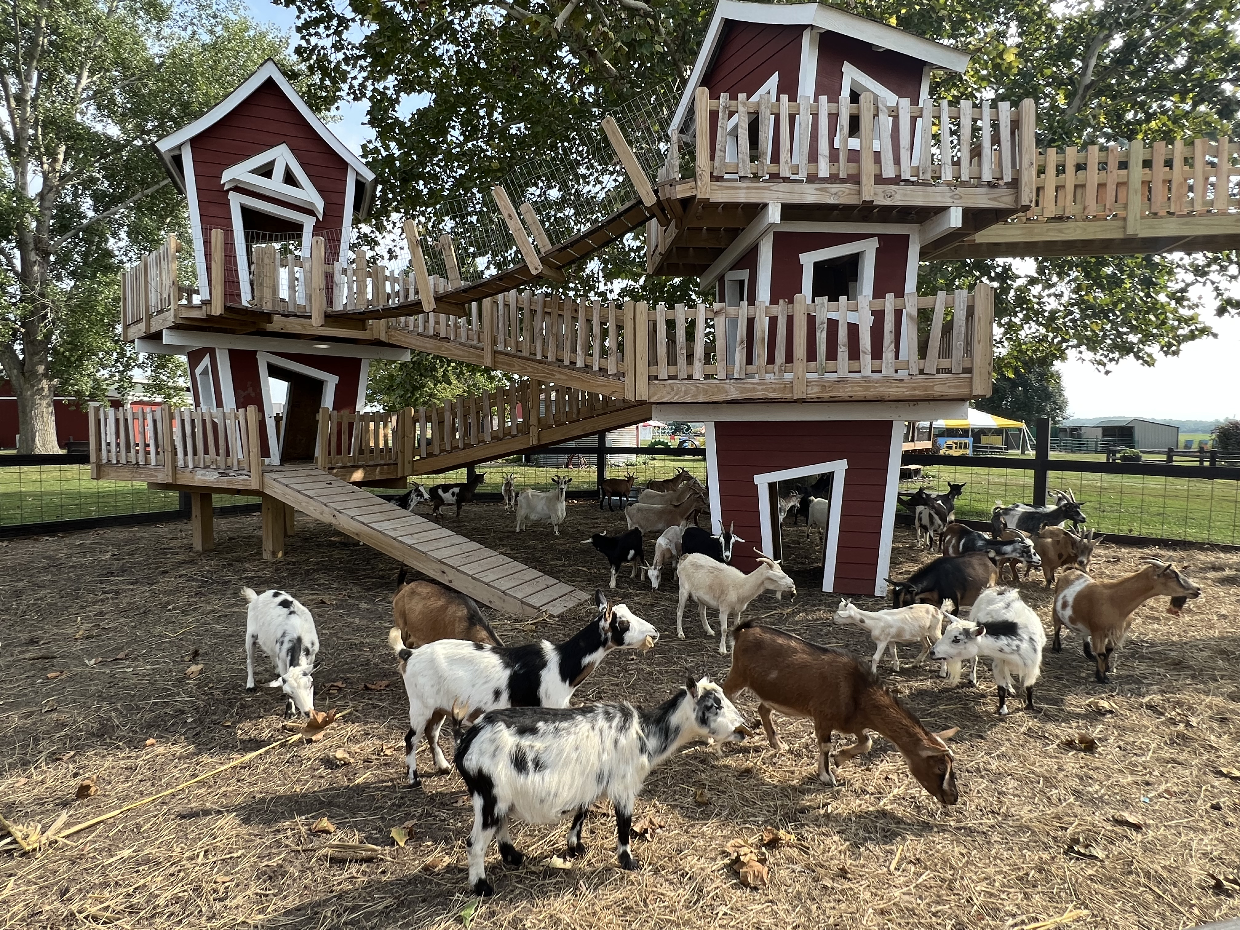 st - goats