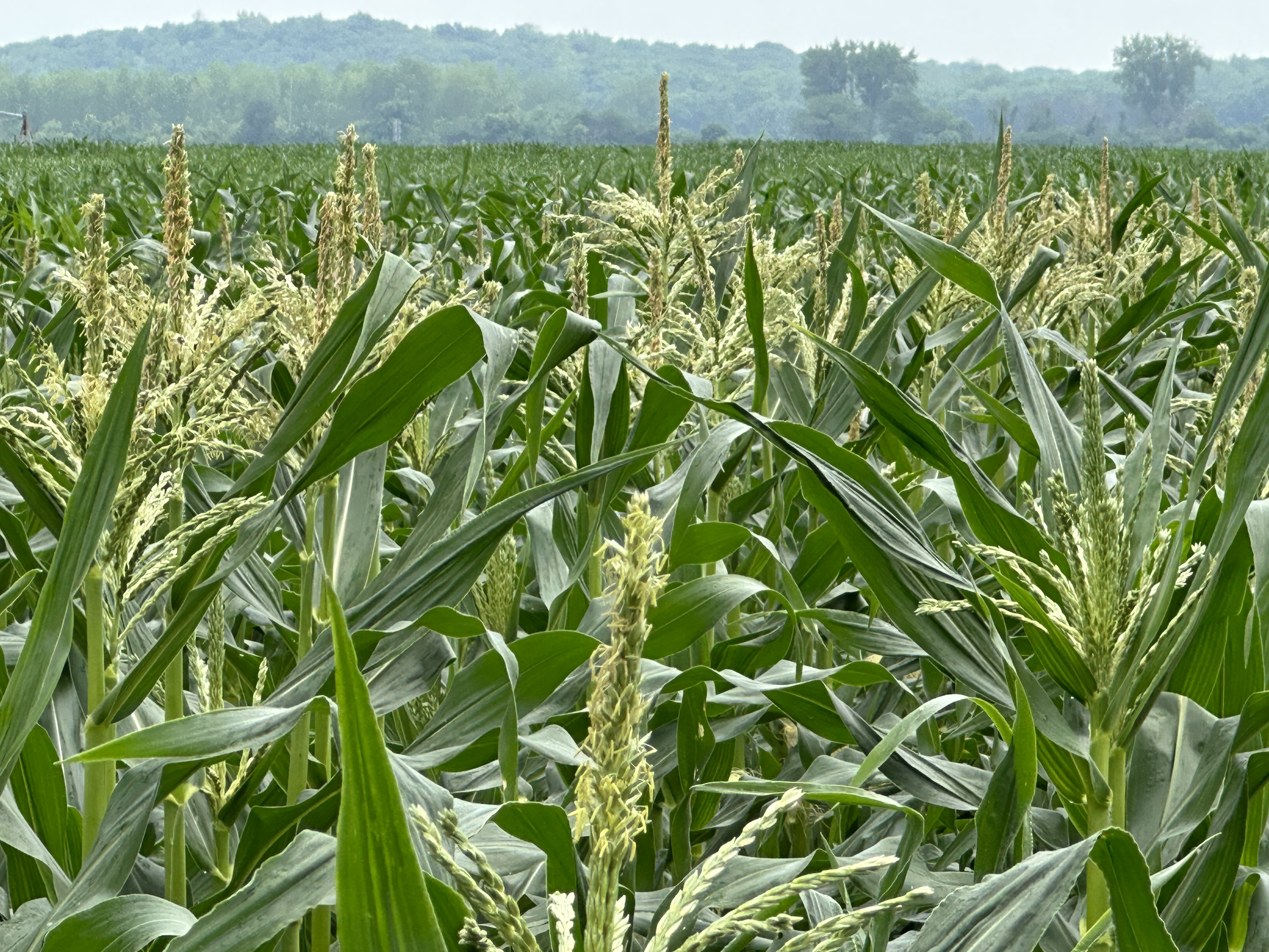 st - sweet corn fields