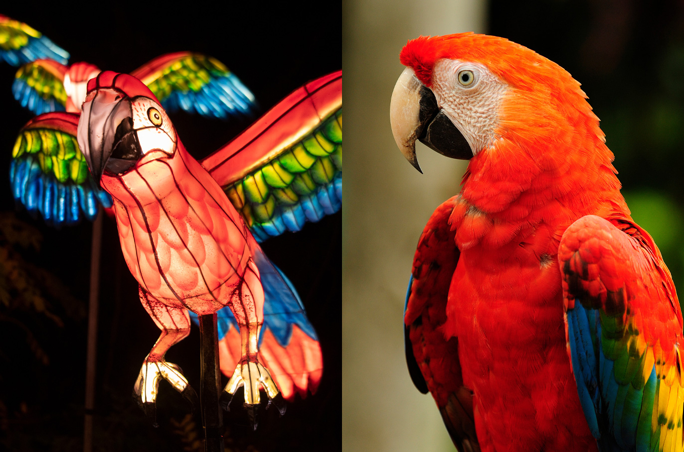 Scarlet Macaw
