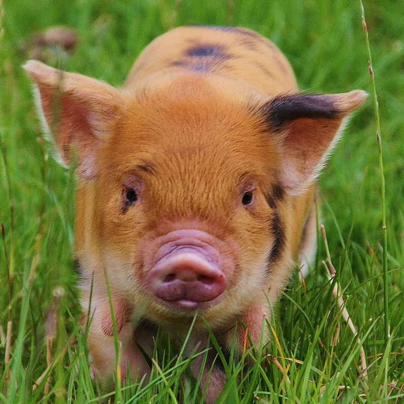 Kunekune Pigs