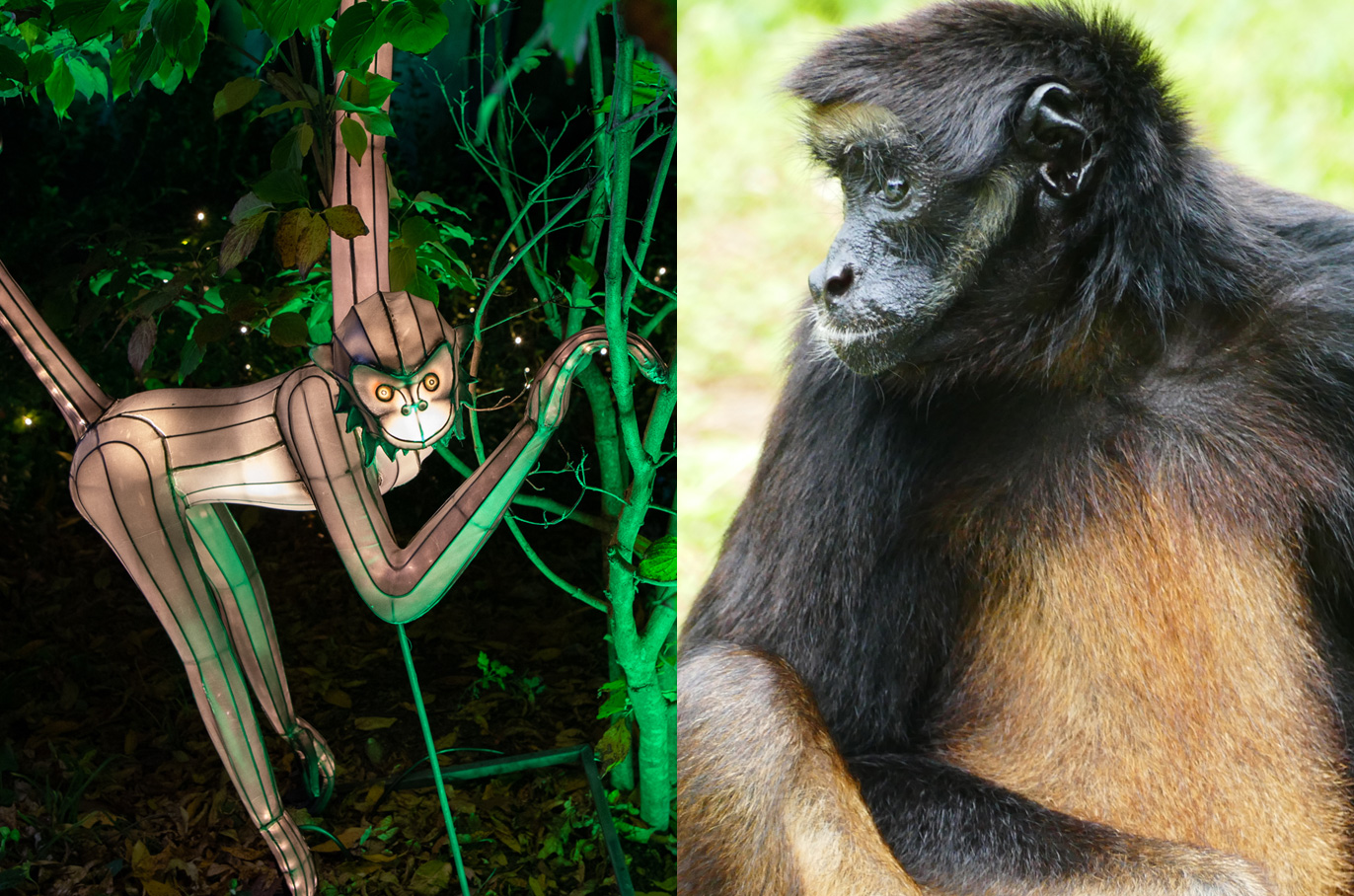 White-fronted Spider Monkey