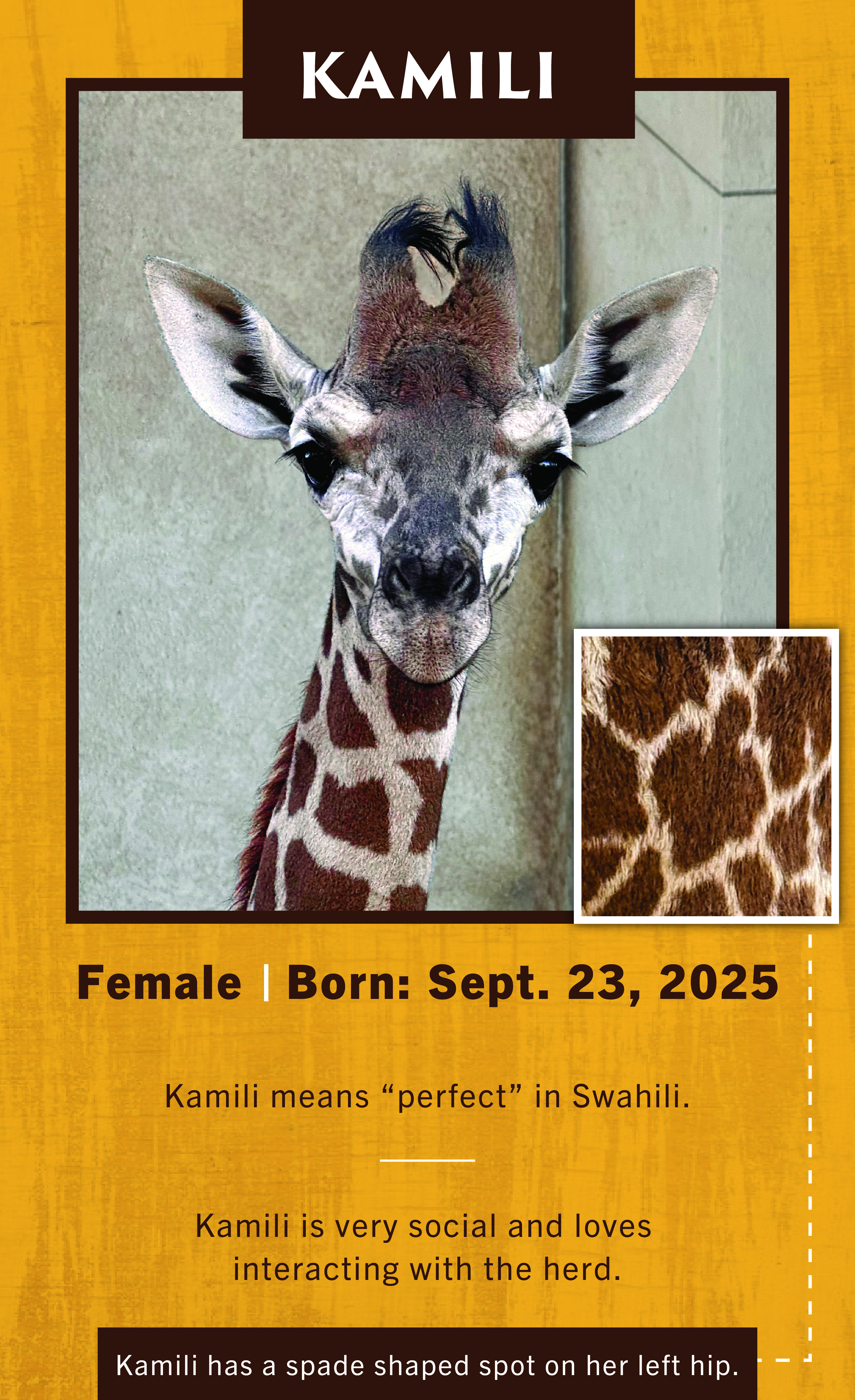 Giraffe Kamili