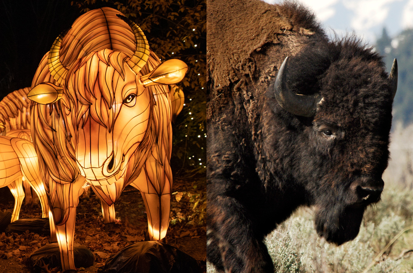 Bison