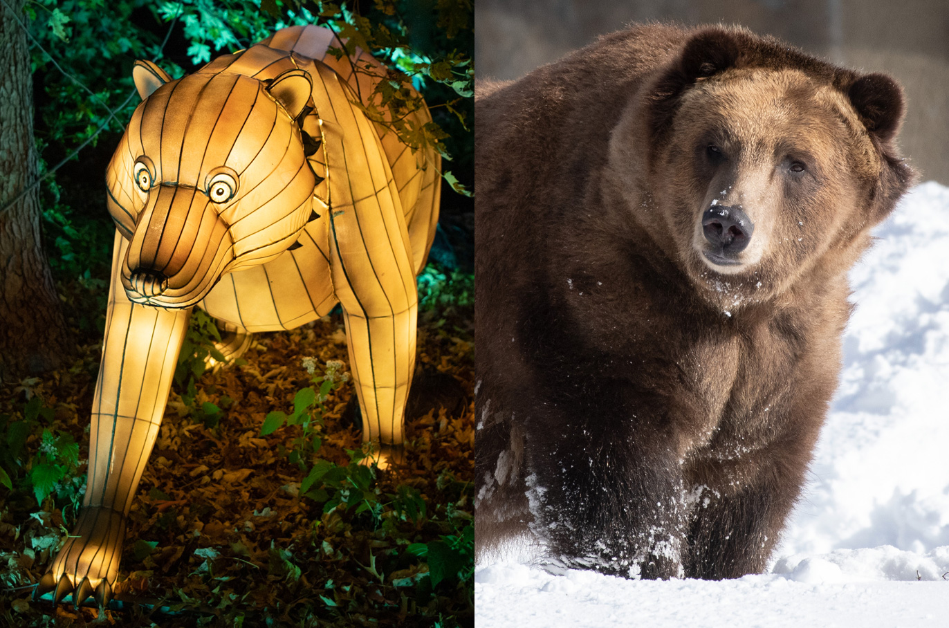Brown Bear