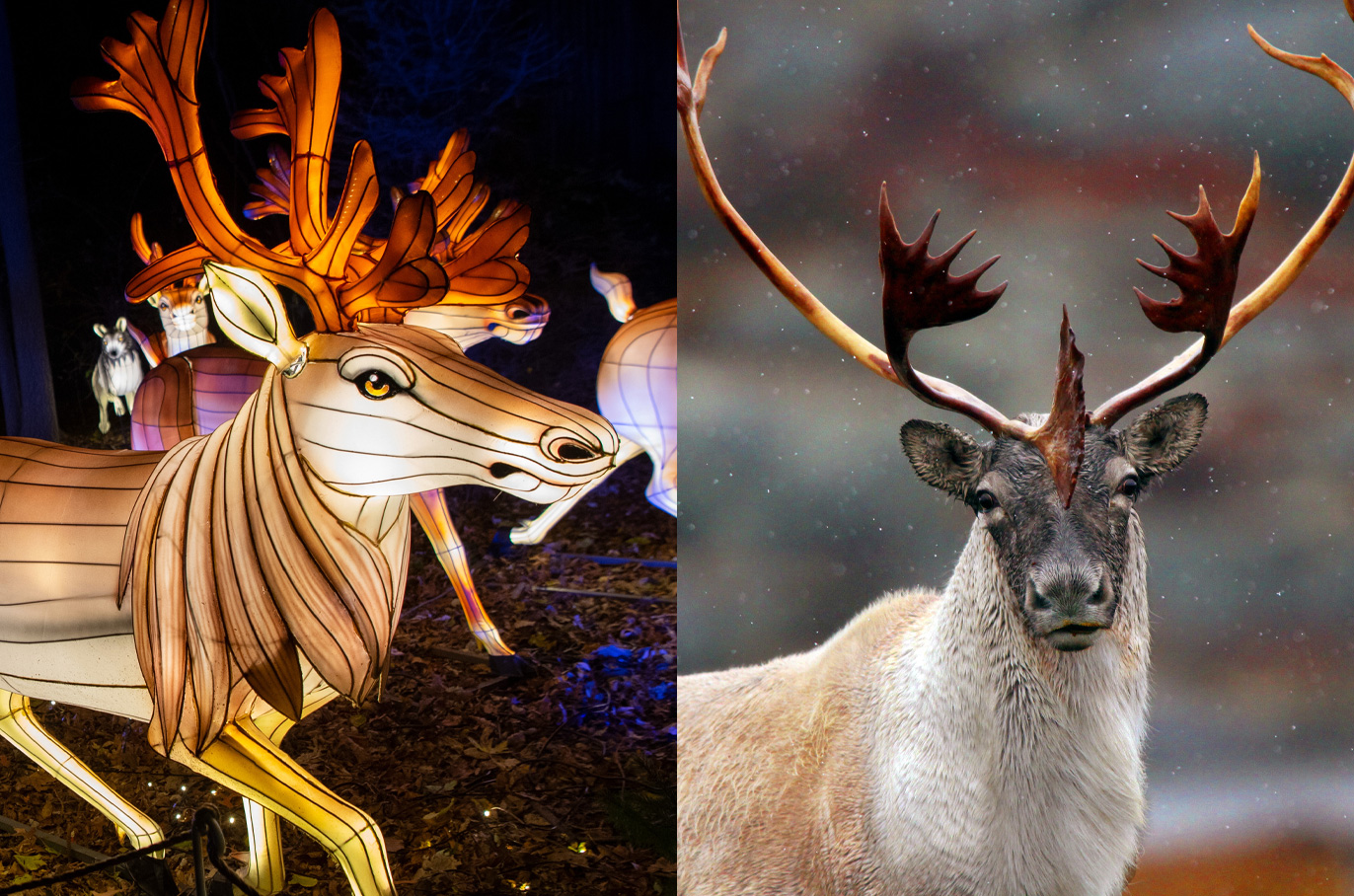 Caribou