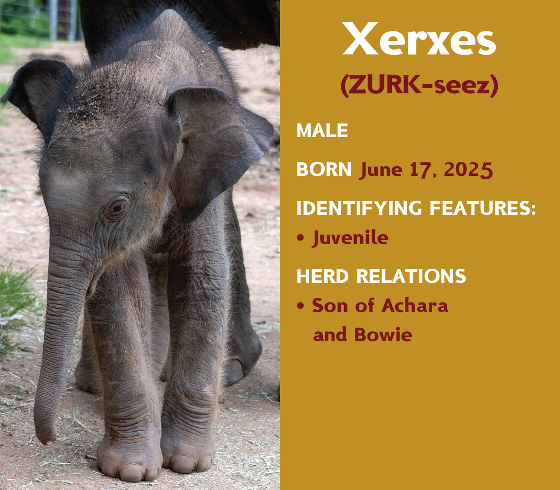 Elephant Xerxes