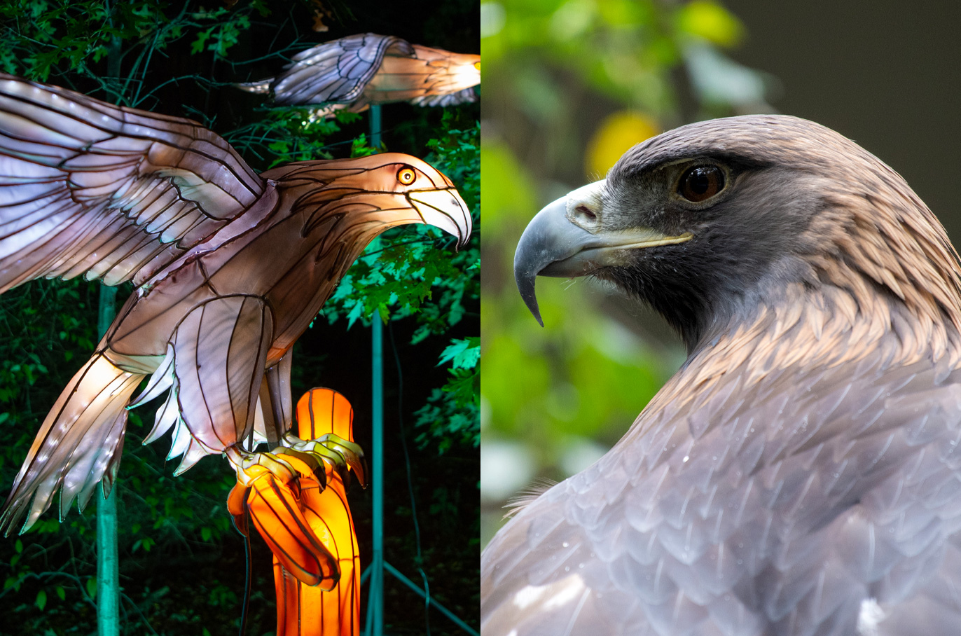 Golden Eagle