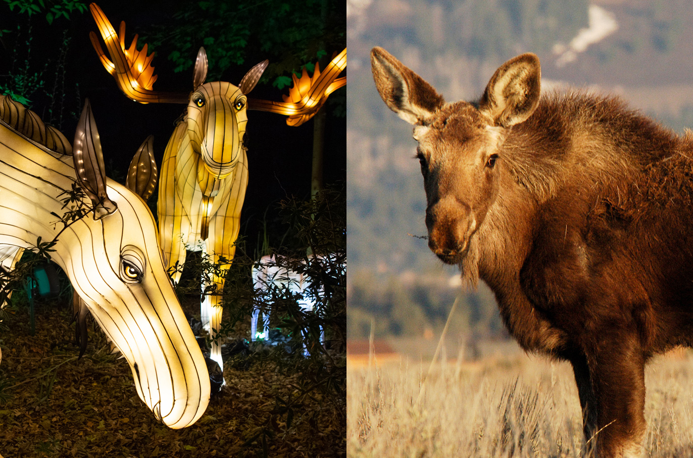 Moose