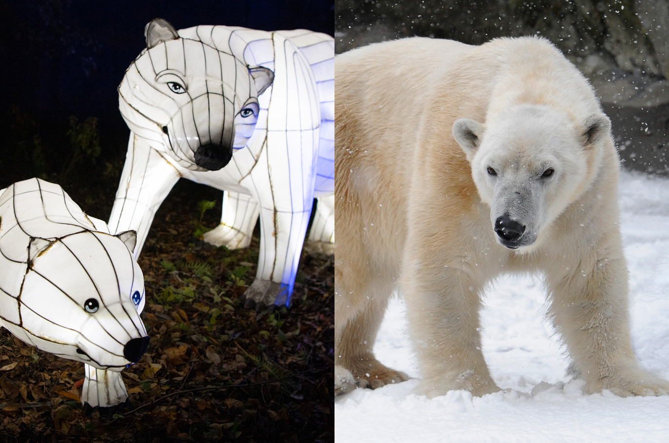 Polar Bear