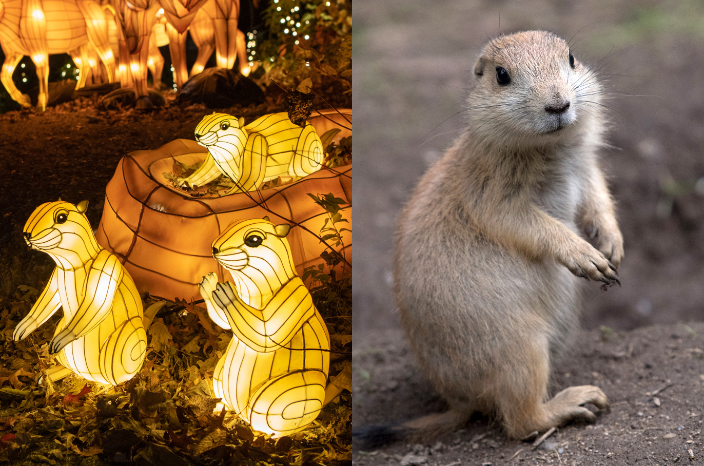 Prairie Dog