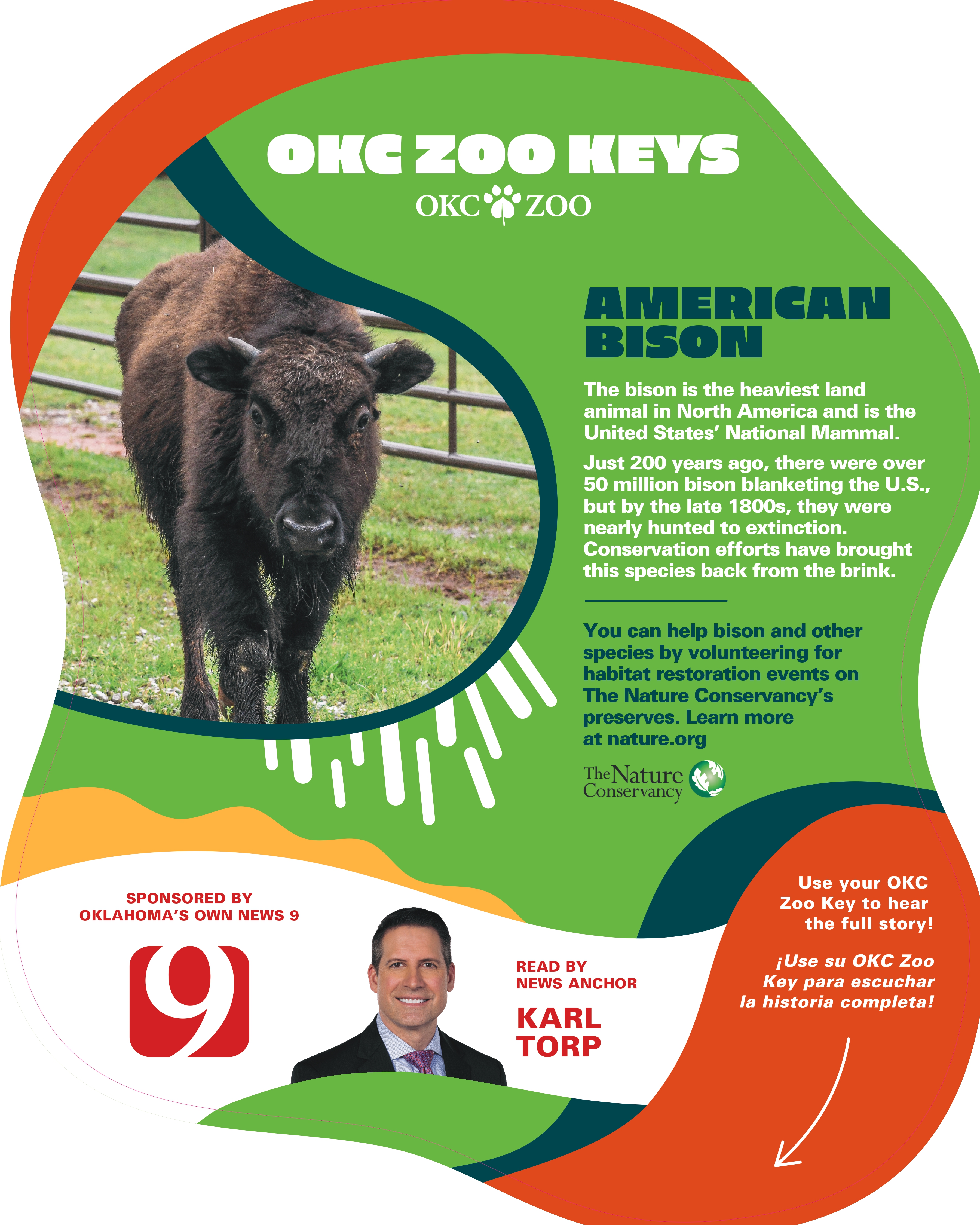 Zoo Key Bison