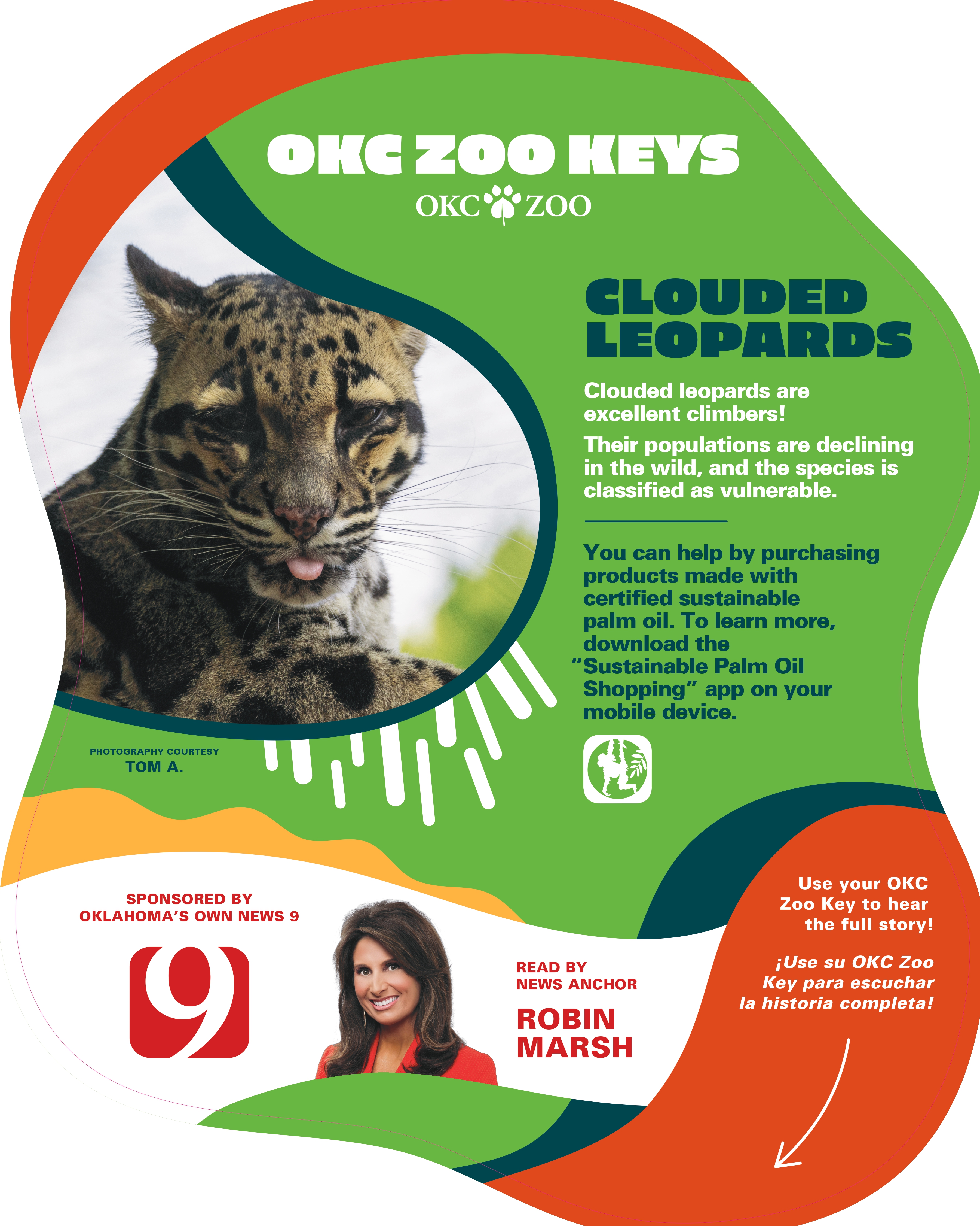 Zoo Key Clouded Leopard