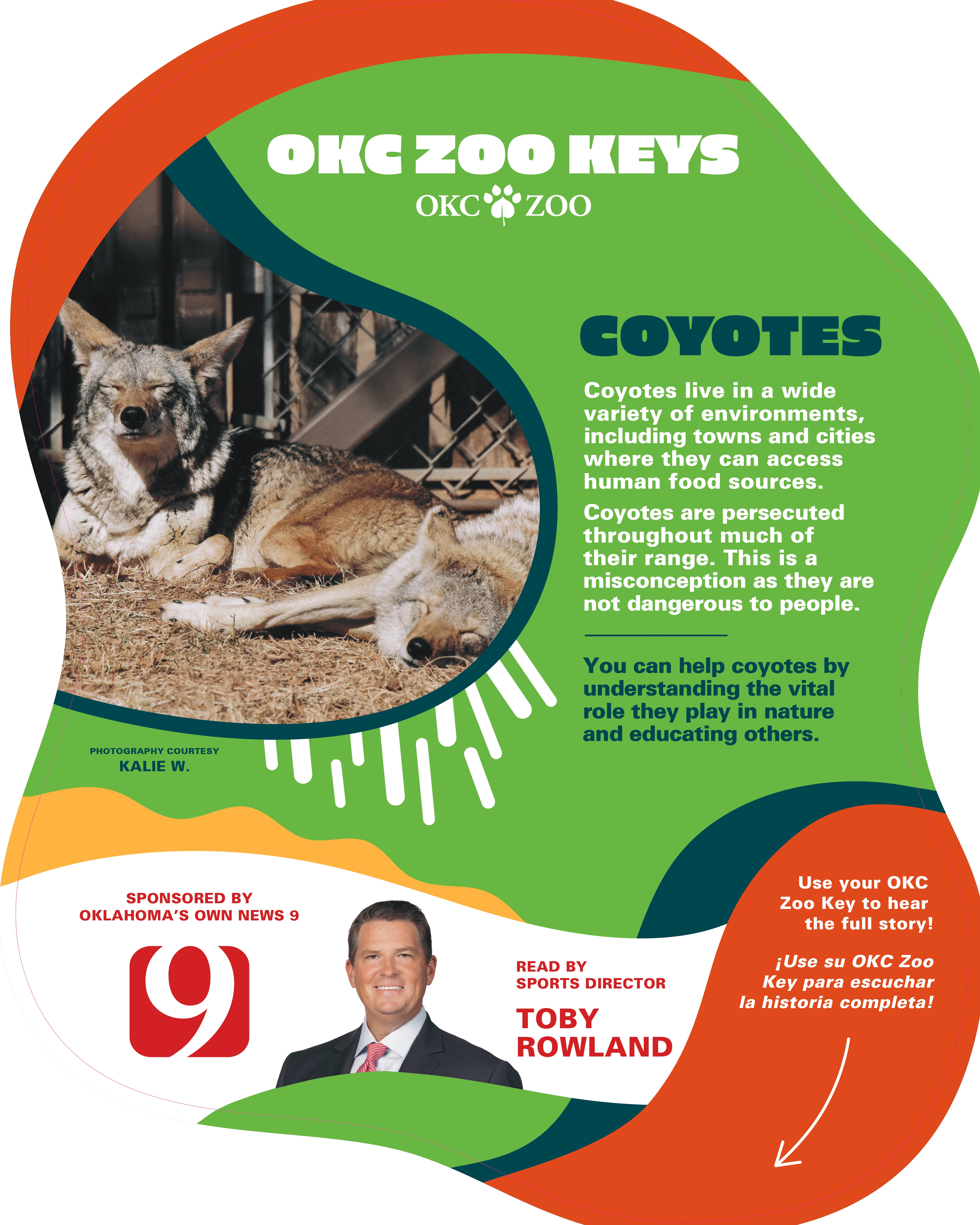 Zoo Key Coyote