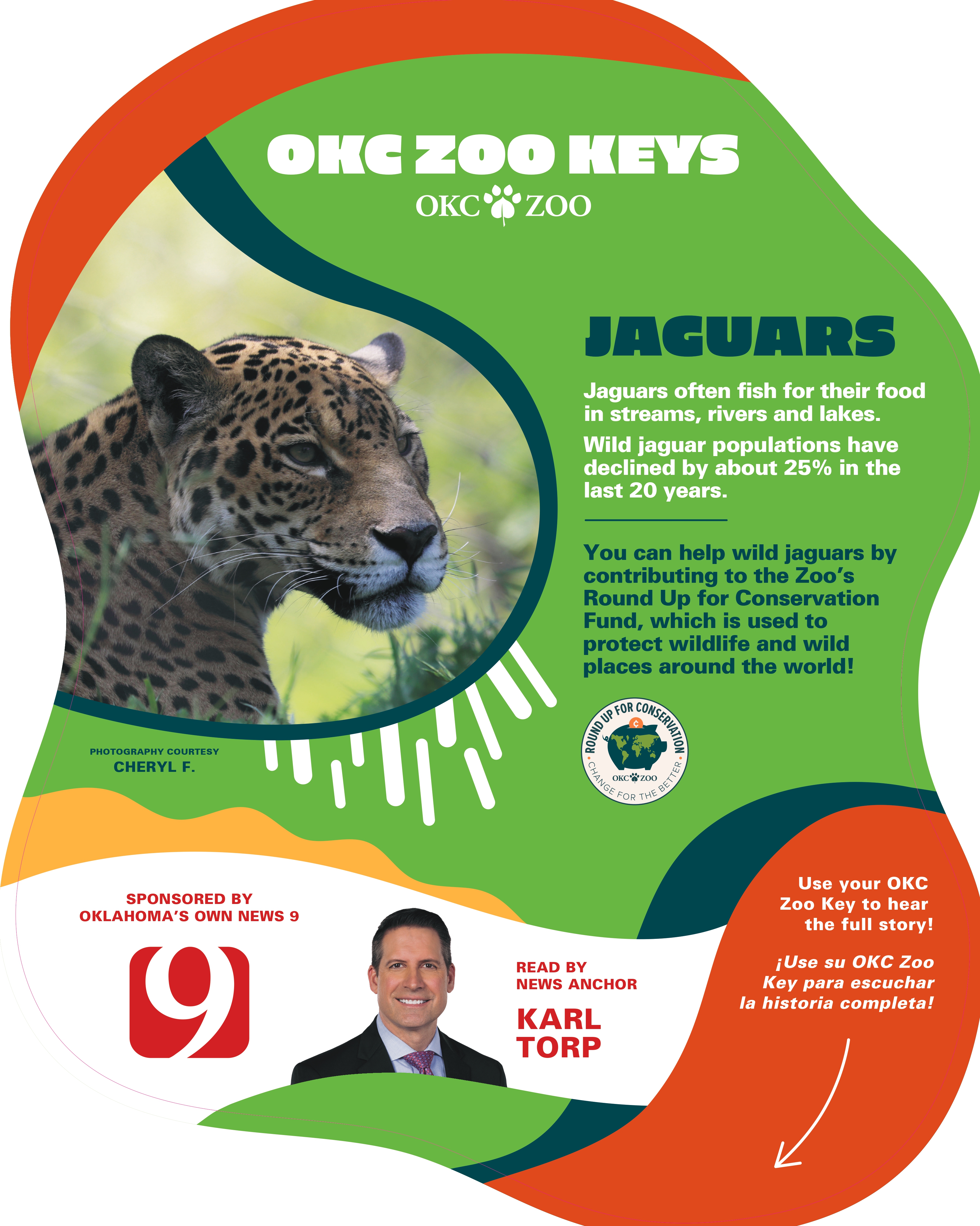 Zoo Key Jaguar