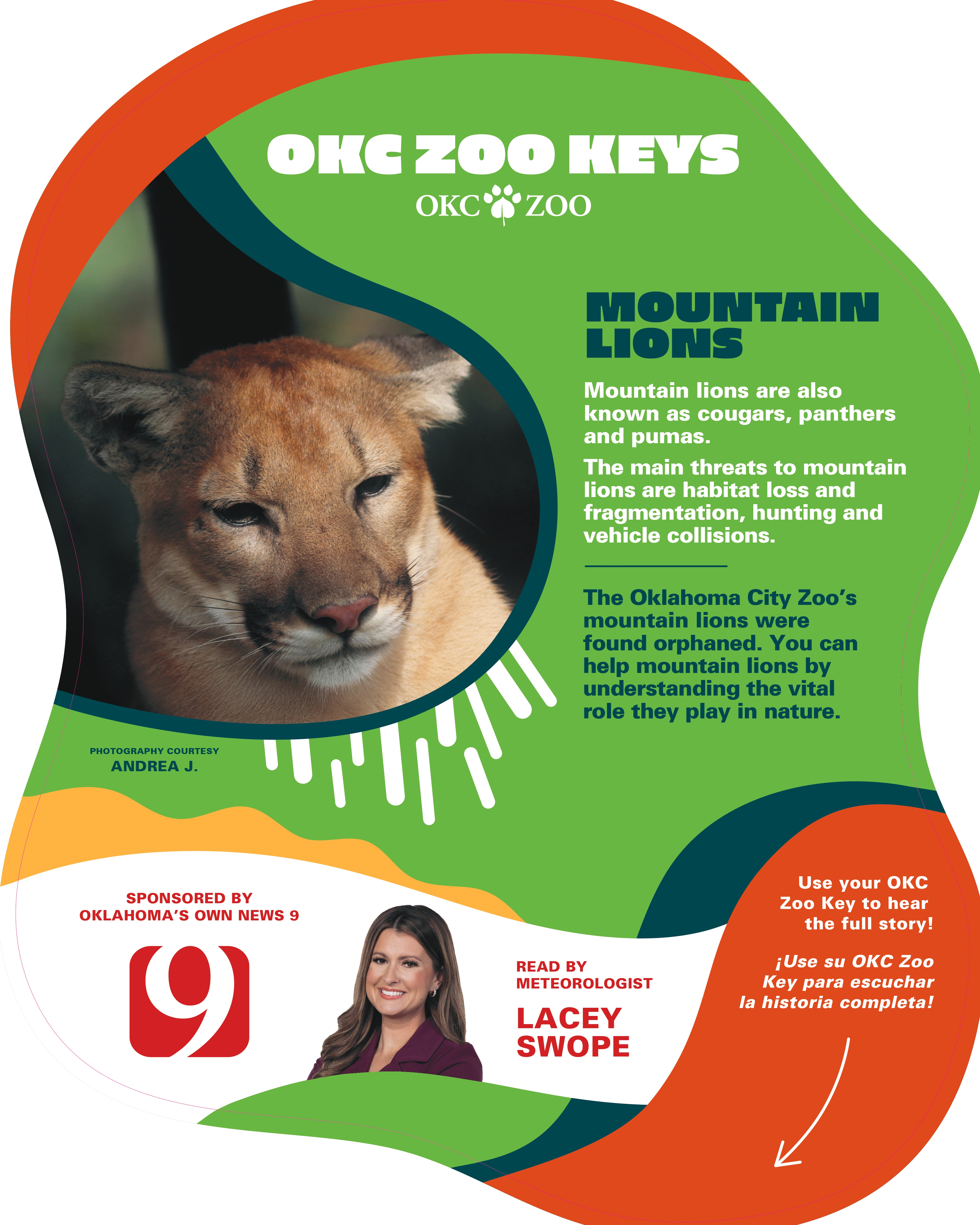 Zoo Key Mountain Lion