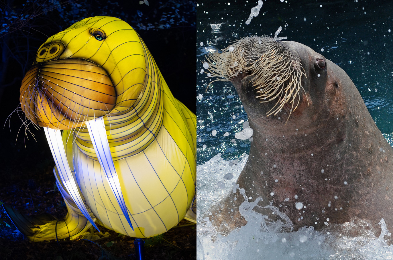 Walrus