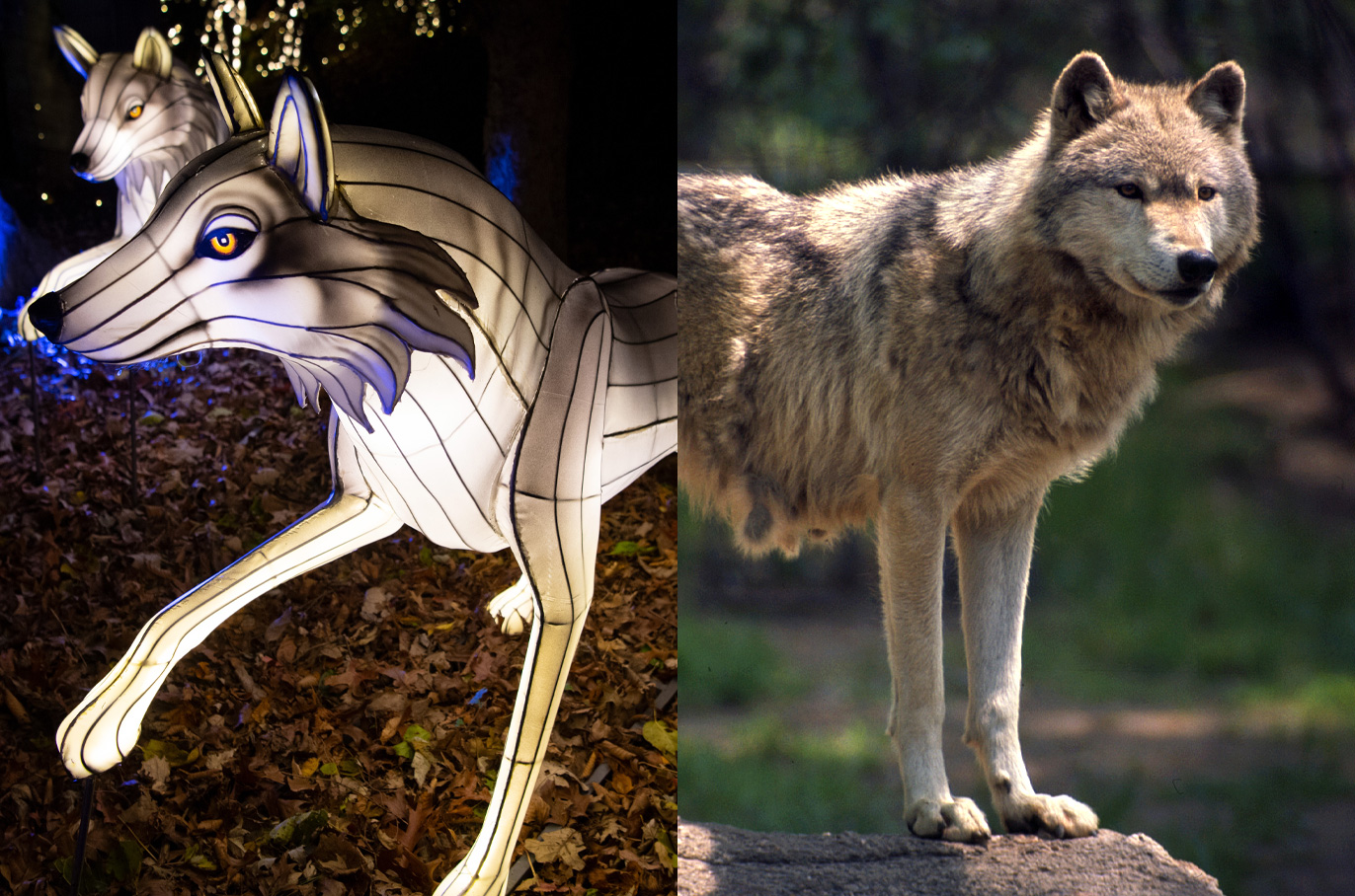 Wolf