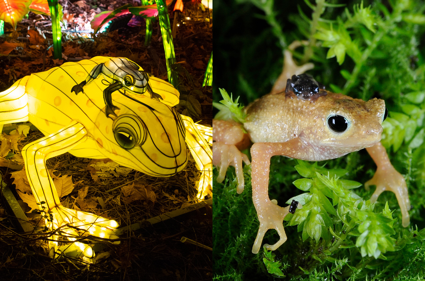 Kihansi Spray Toad