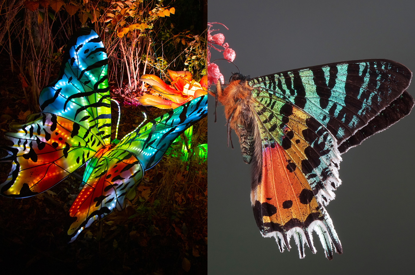 Madagascan Sunset Moth