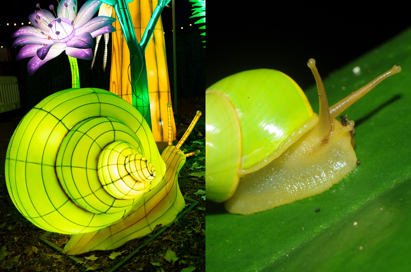Manus Green Tree Snail