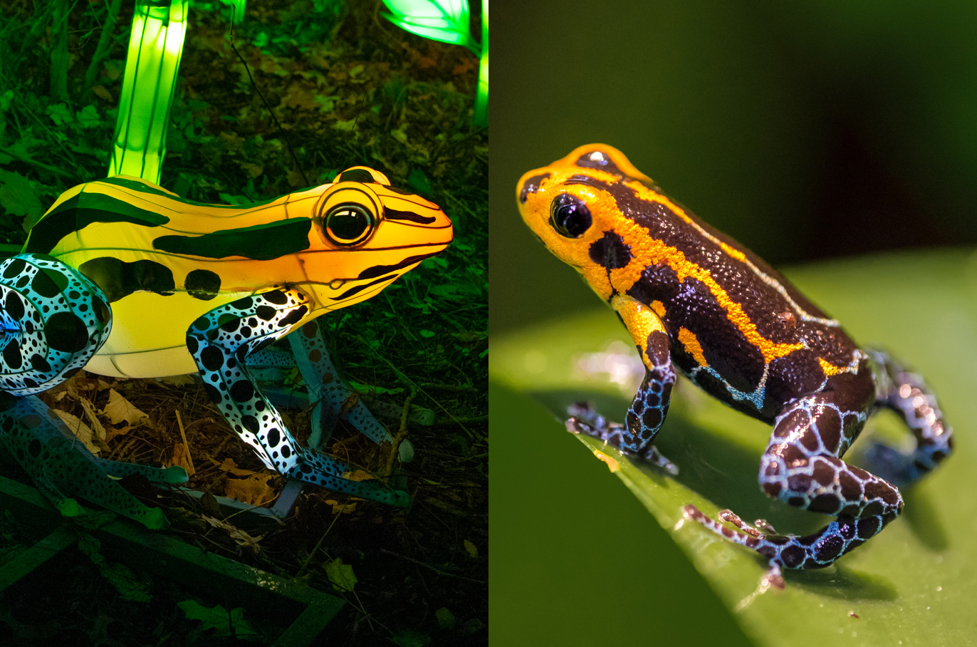 Mimic Poison Frog