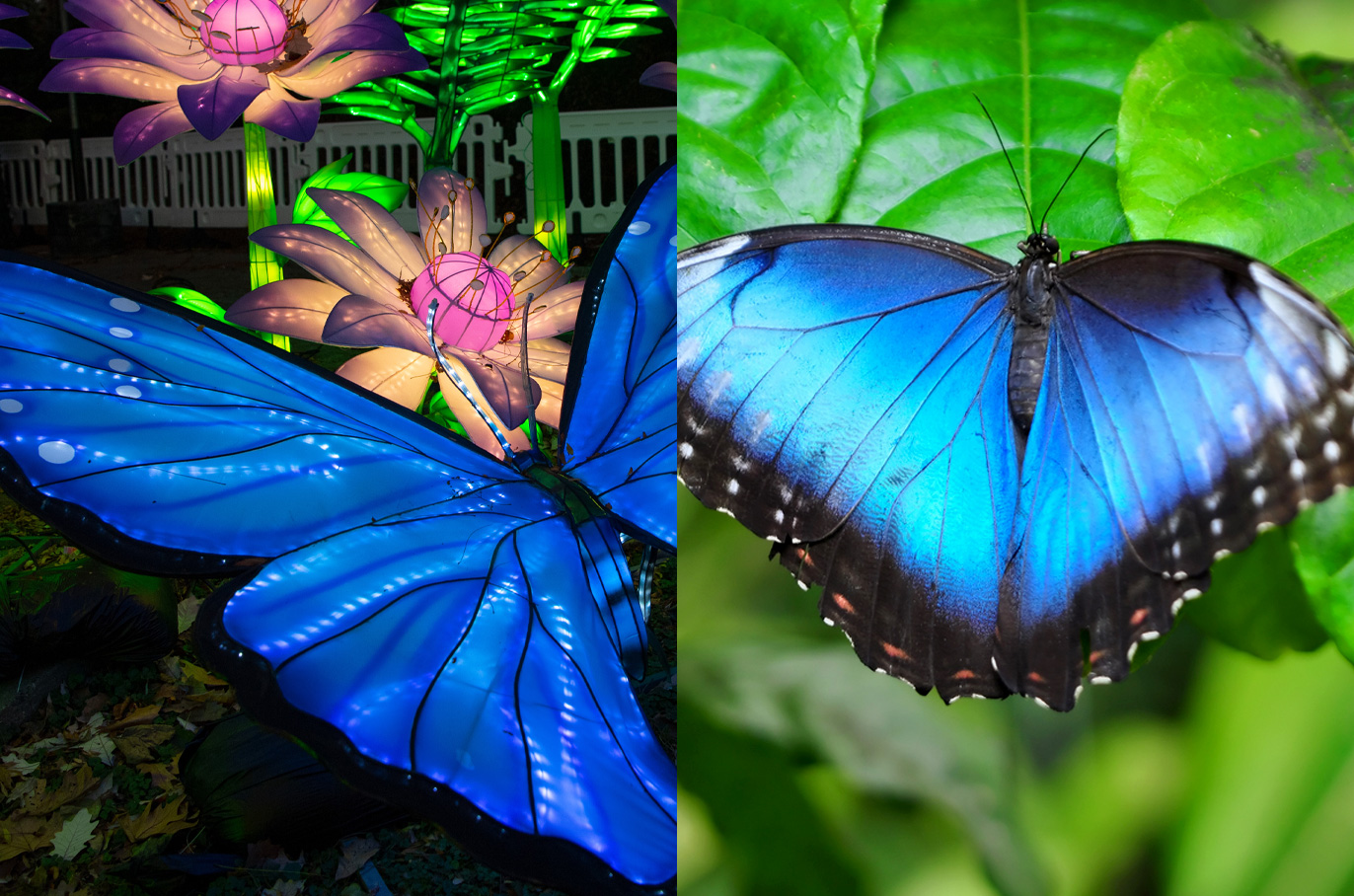 Morpho Butterfly