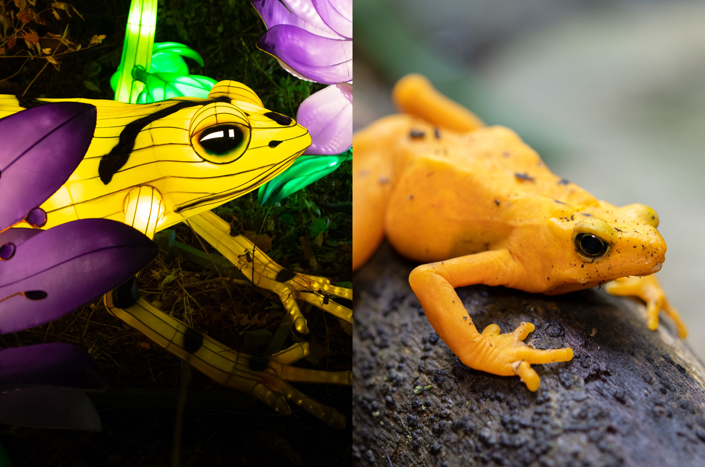 Panamanian Golden Frog