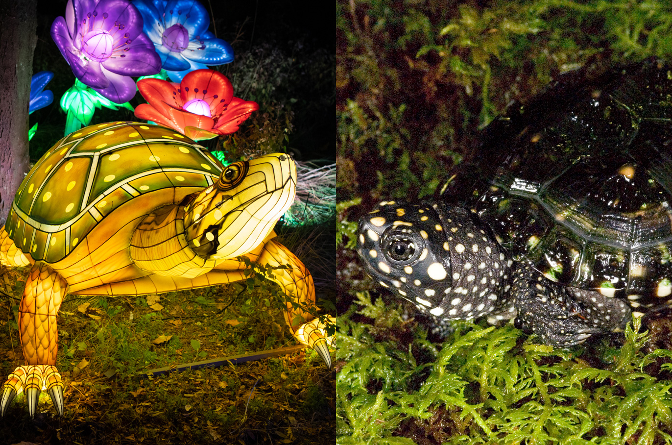Spotted Turtle