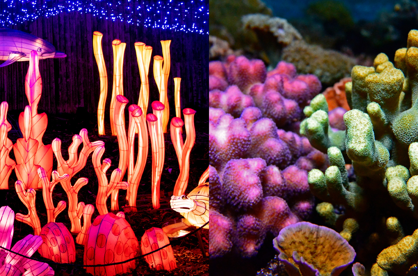 Coral