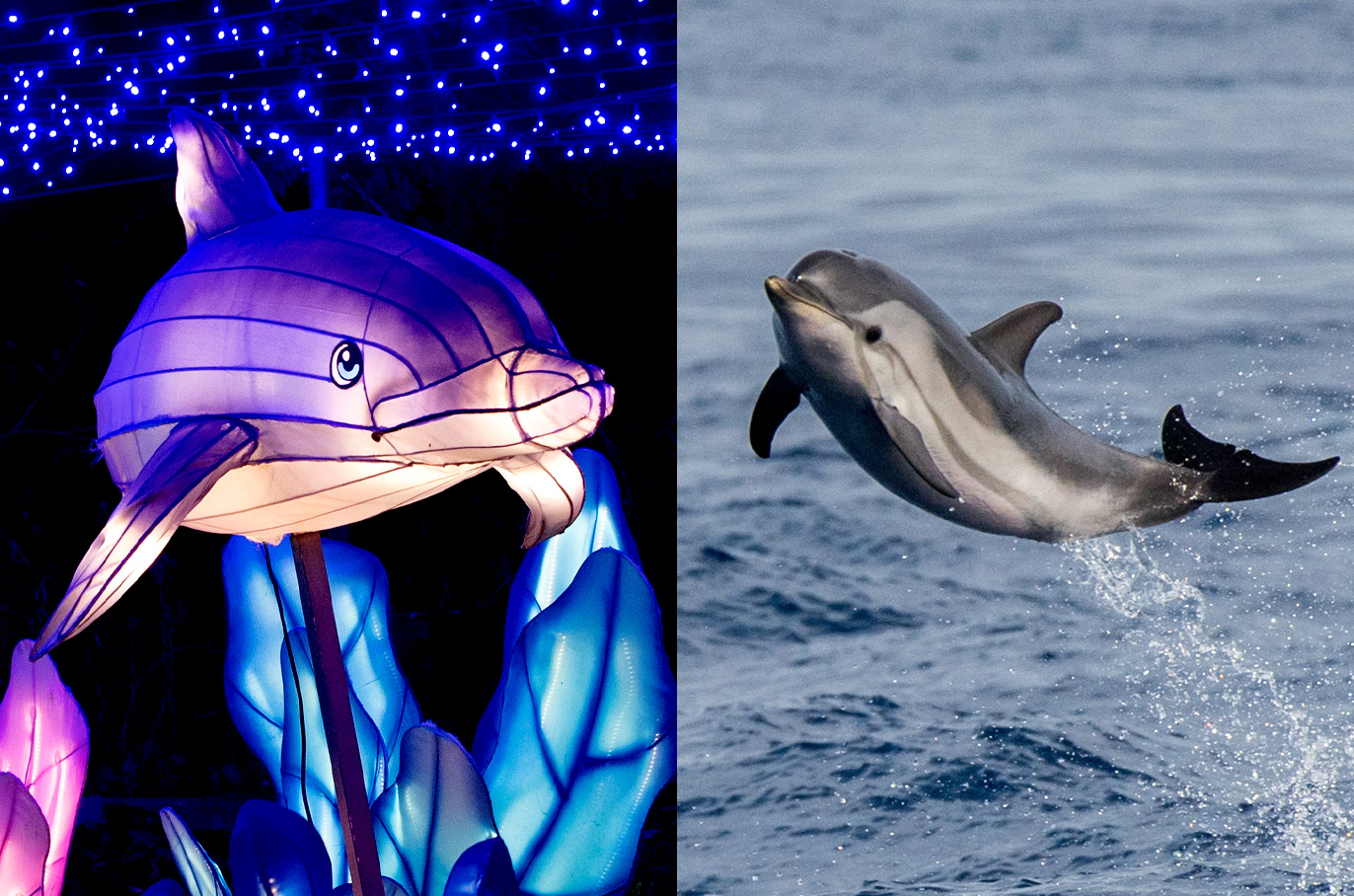Dolphin