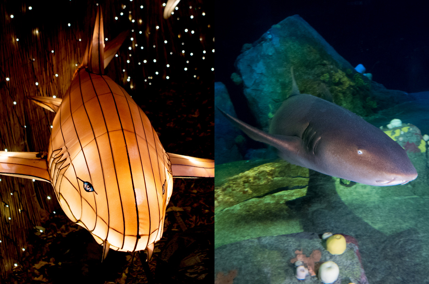Nurse Shark