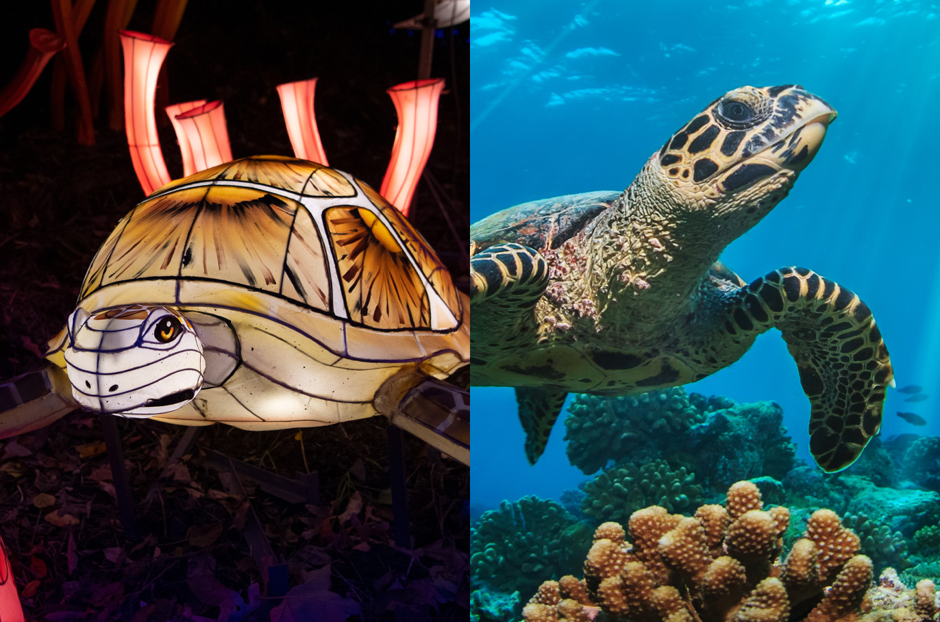 Sea Turtle