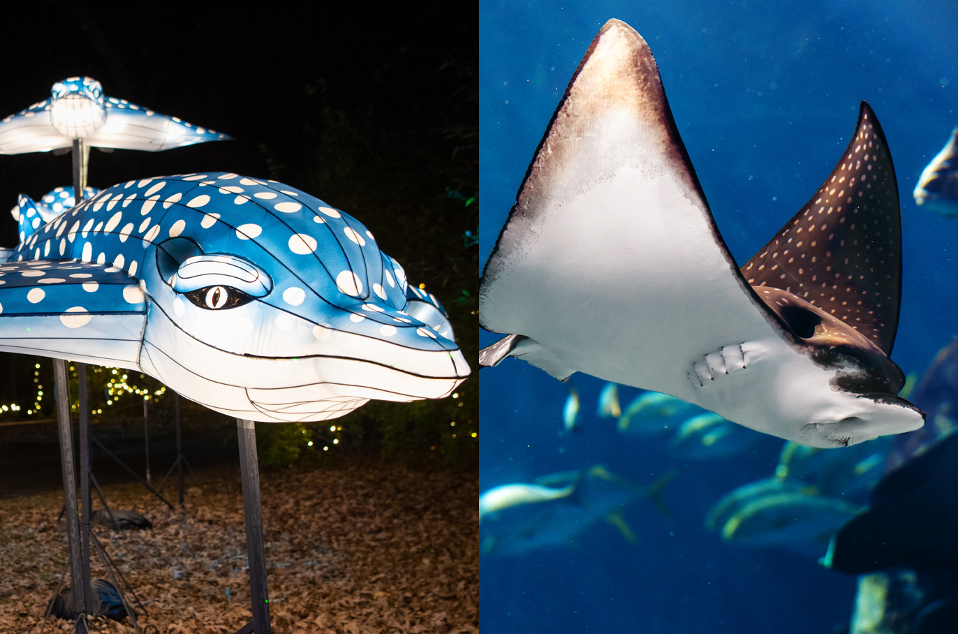 Spotted Eagle Ray