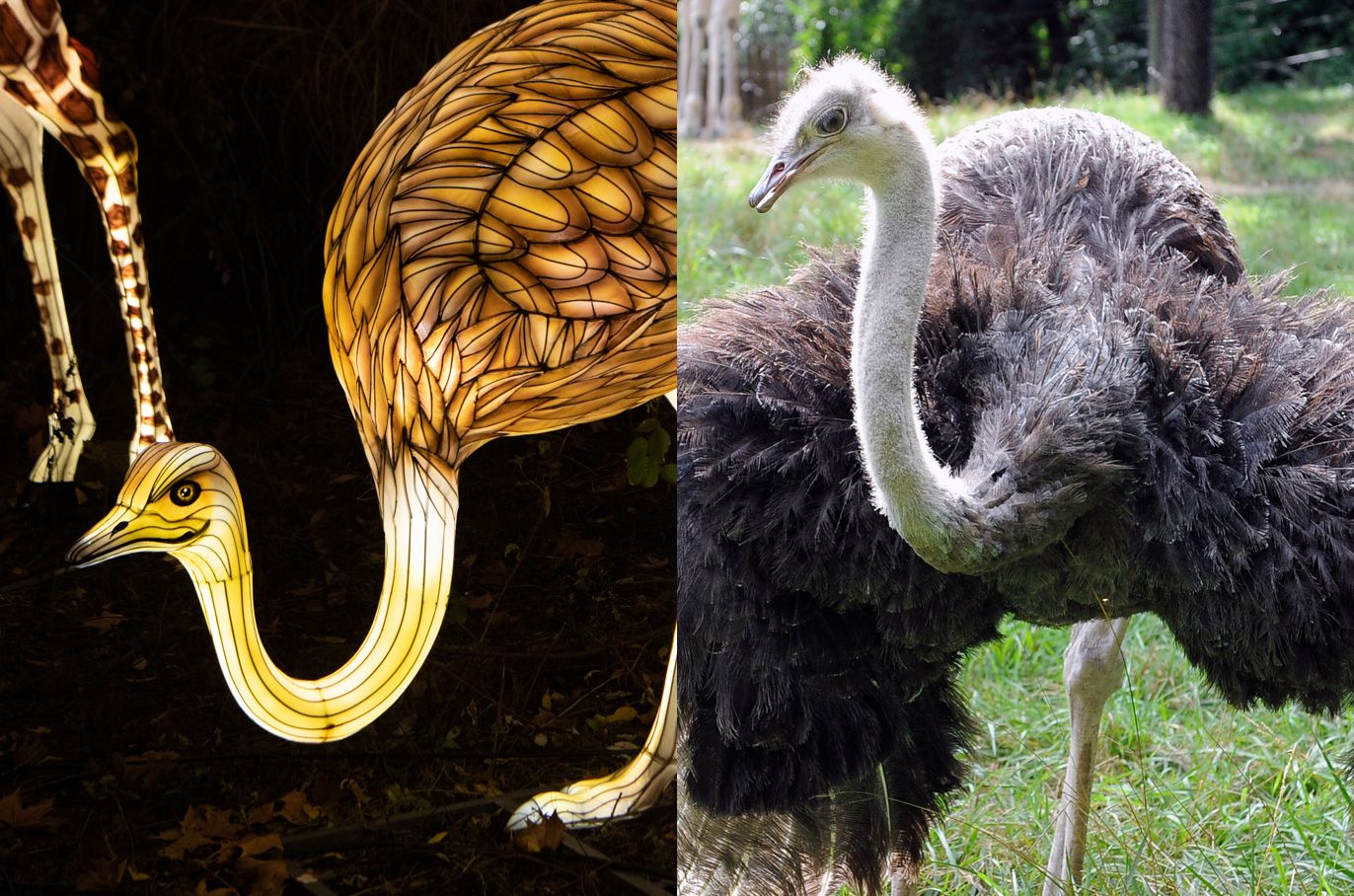 Ostrich