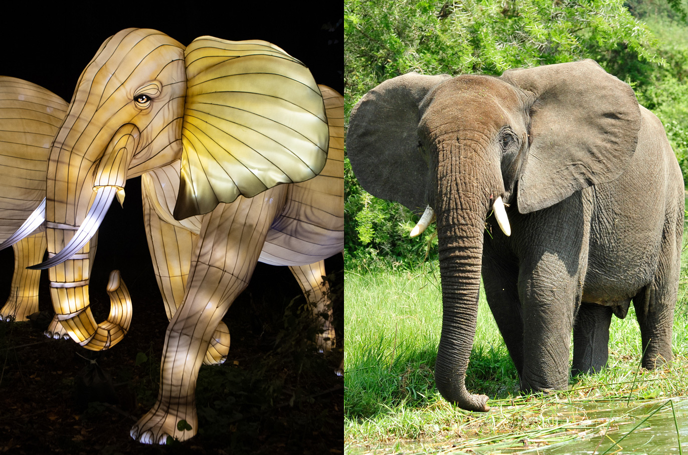 African Forest Elephant