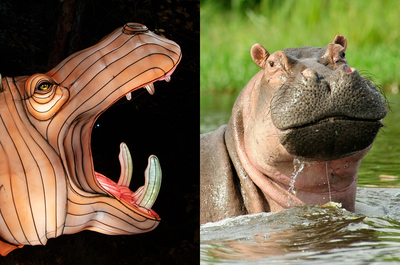 Hippopotamus