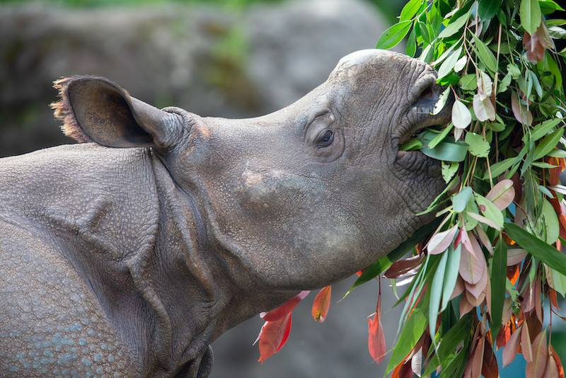 Greater One Horned Rhino