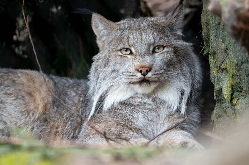 Lynx
